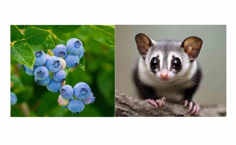 Can Sugar Gliders Eat Blueberries