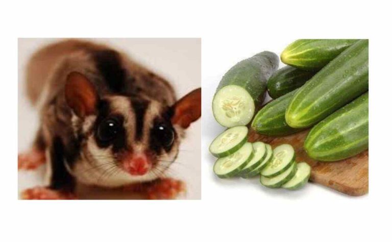 Can Sugar Gliders Eat Cucumbers