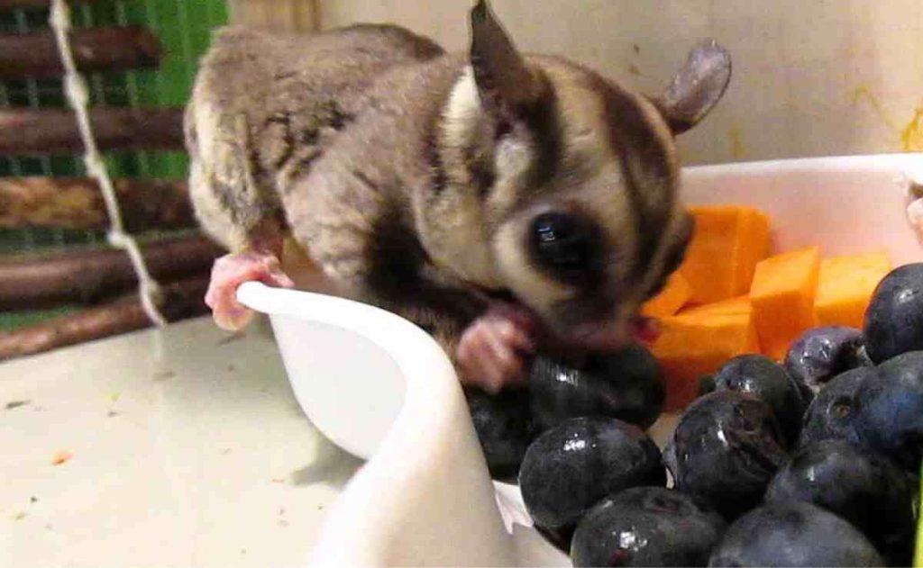 Can Sugar Gliders Have Blueberries