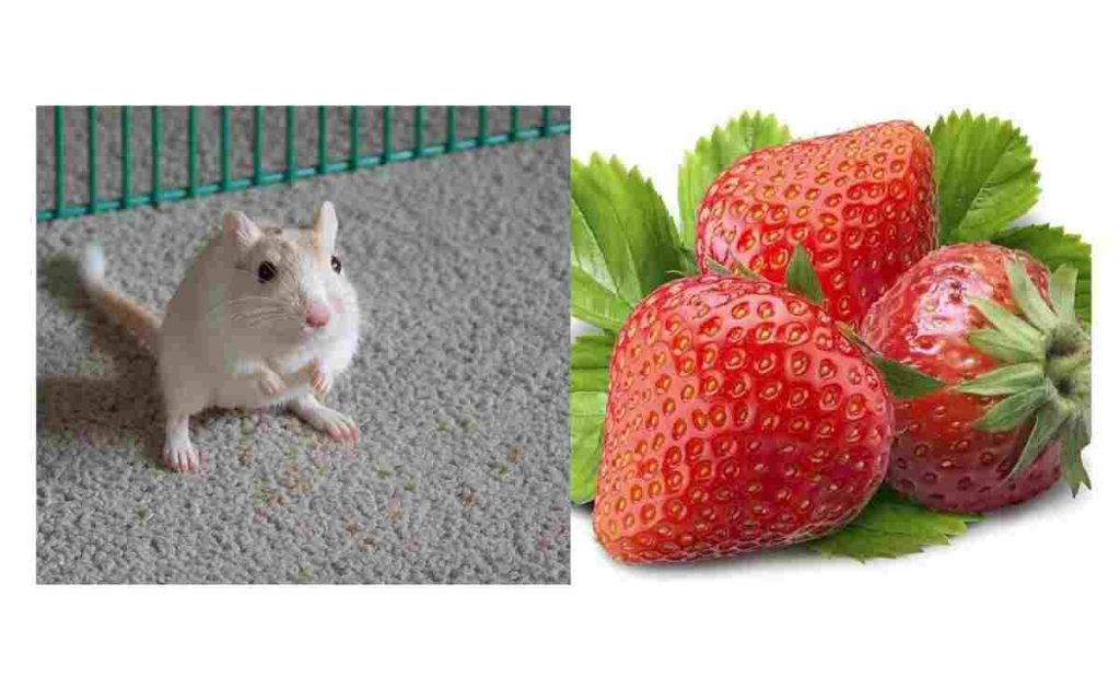 Do Gerbils Eat Strawberries
