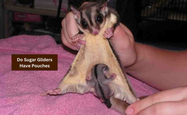 Do Sugar Gliders Have Pouches