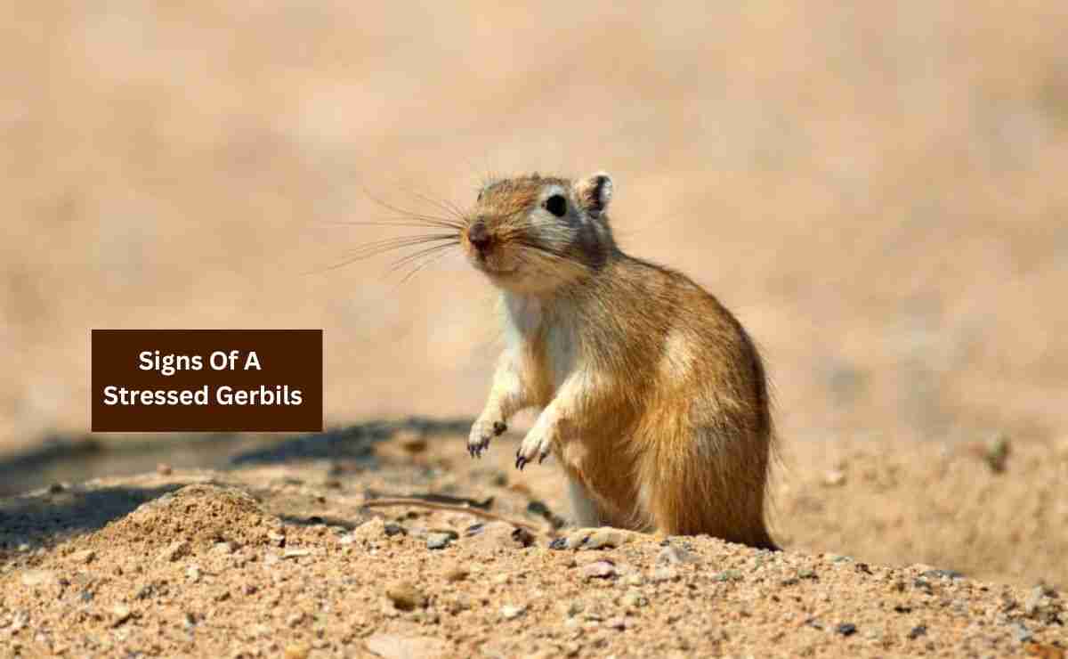Signs Of A Stressed Gerbils