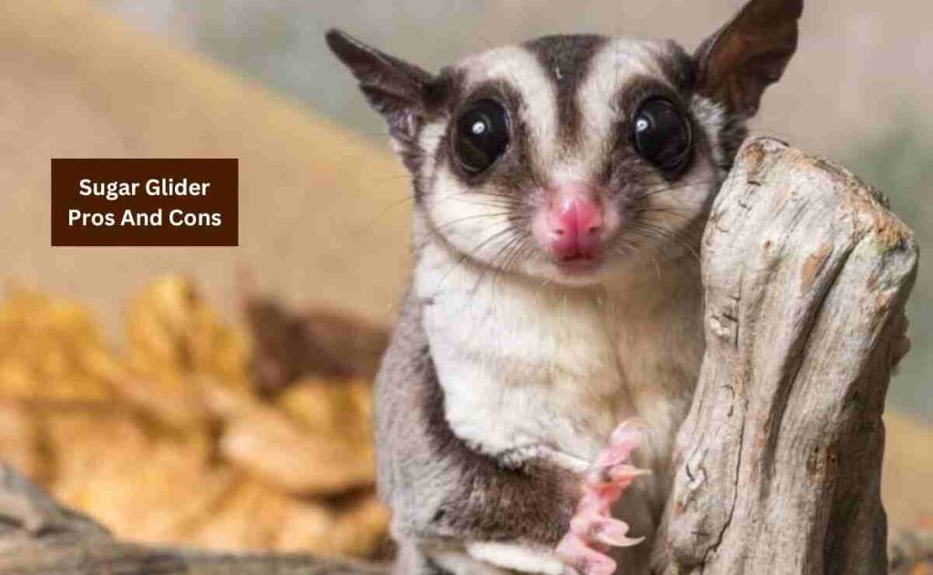 Sugar Glider Pros And Cons 