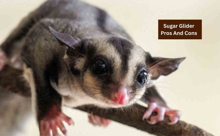 Sugar Glider Pros And Cons