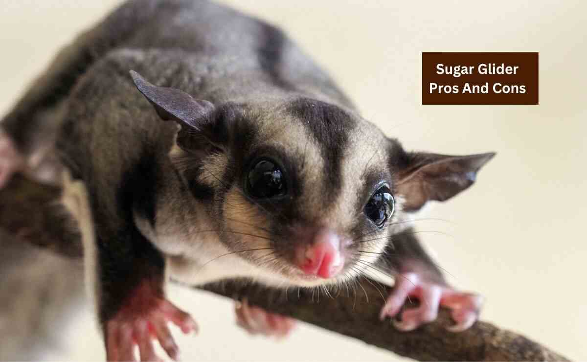 Sugar Glider Pros And Cons