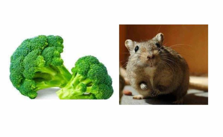 Can Gerbils Eat Broccoli