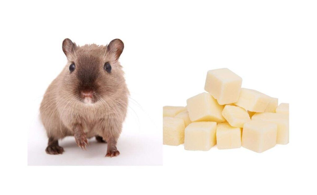 Can Gerbils Eat Cheese