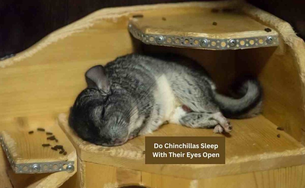 Do Chinchillas Sleep With Their Eyes Open