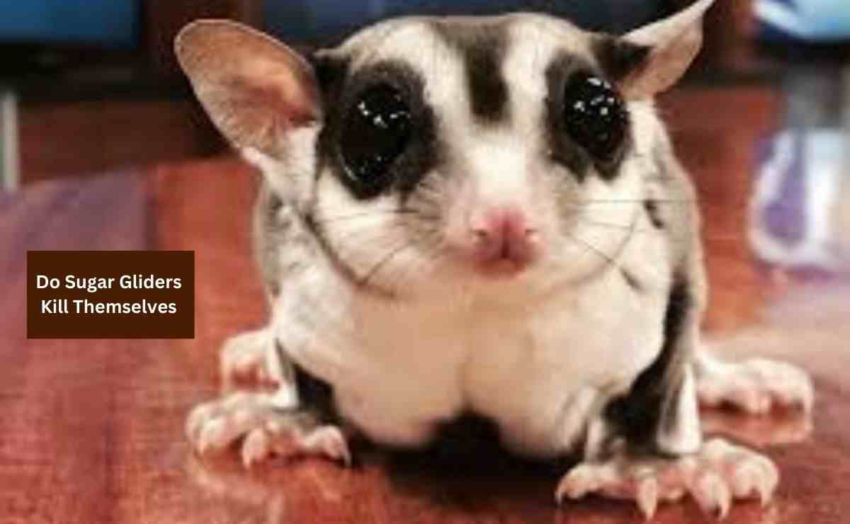 Do Sugar Gliders Kill Themselves? Know The True Fact Furry Passion