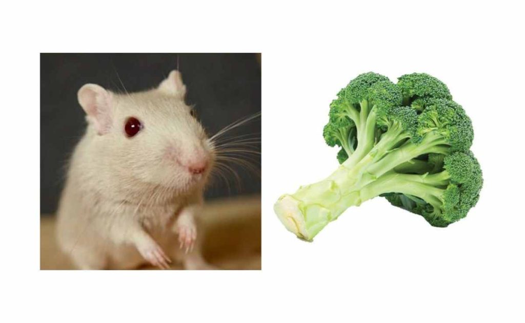Can Gerbils Have Broccoli