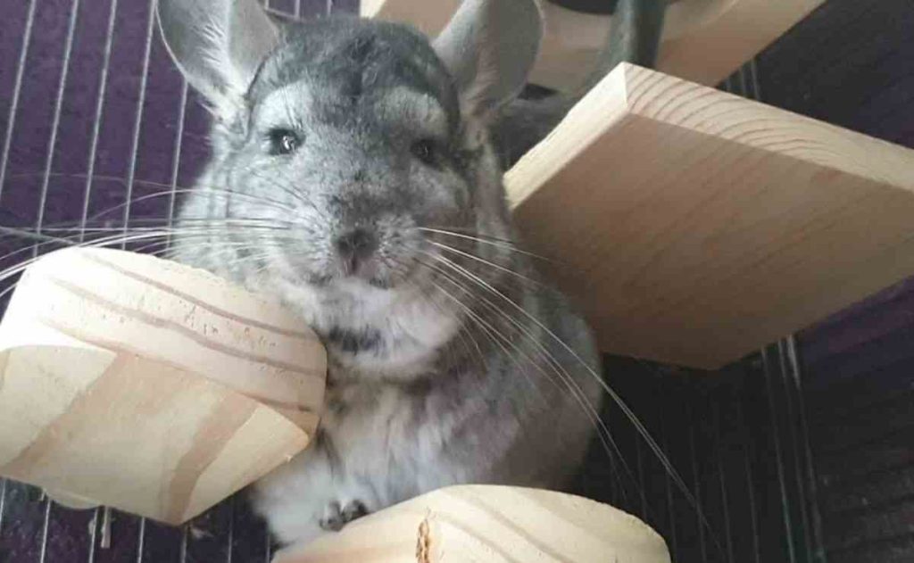 chinchilla sounds meaning
