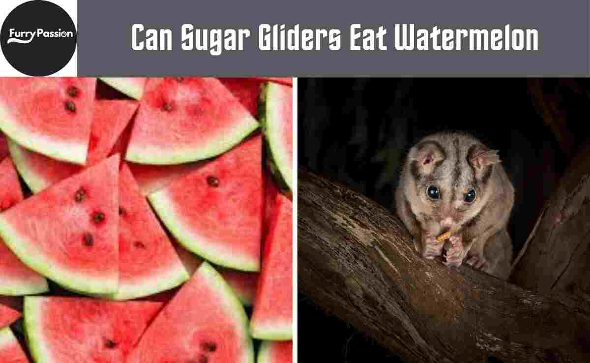 Can Sugar Gliders Eat Watermelon