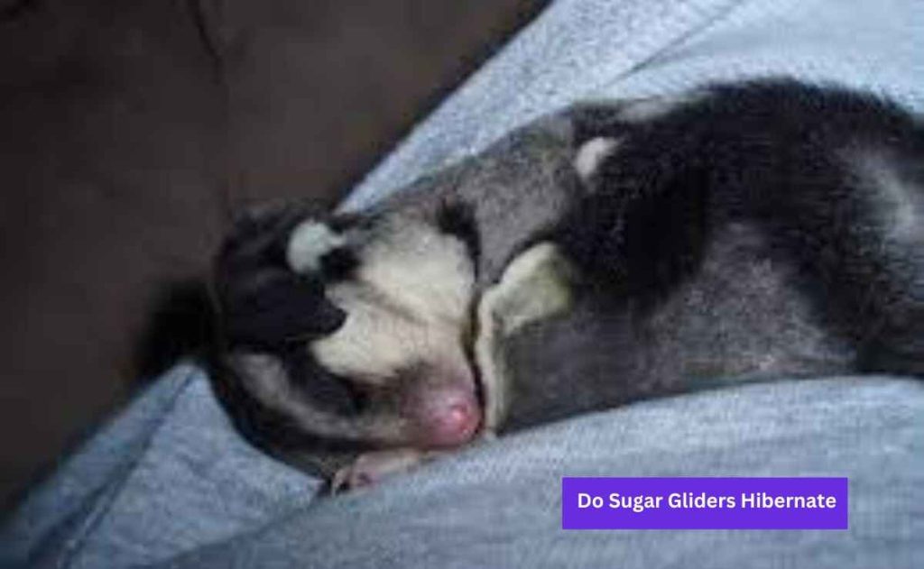 Do Sugar Gliders Hibernate