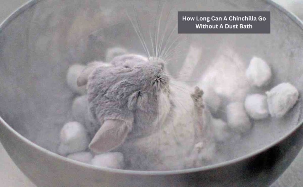 How Long Can A Chinchilla Go Without A Dust Bath