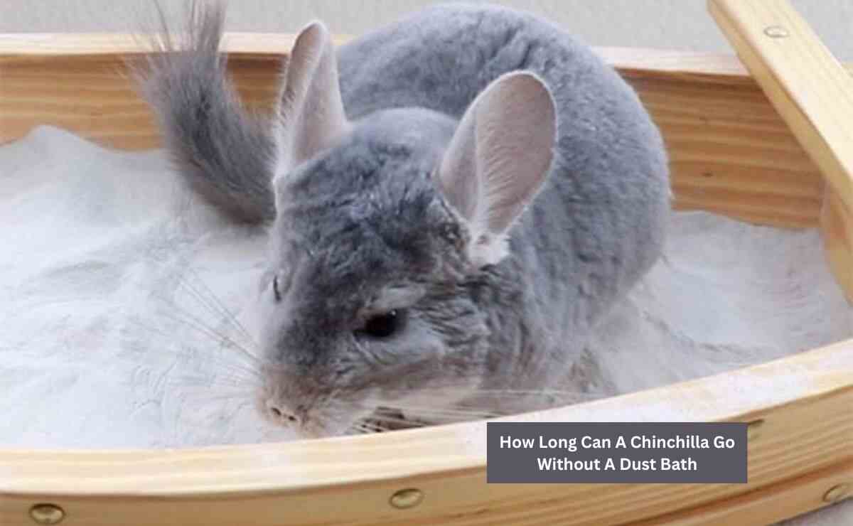 How Long Can A Chinchilla Go Without A Dust Bath