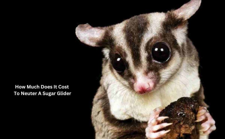 How Much Does It Cost To Neuter A Sugar Glider