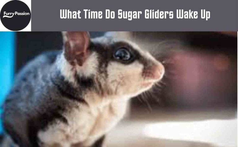 What Time Do Sugar Gliders Wake Up