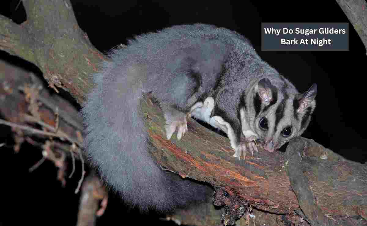 Why Do Sugar Gliders Bark At Night? Know The Reasons Furry Passion