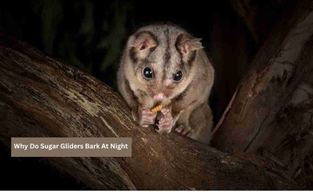 Why Do Sugar Gliders Bark At Night? Know The Reasons Furry Passion
