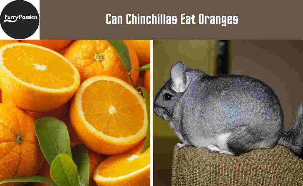 Can Chinchillas Eat Oranges