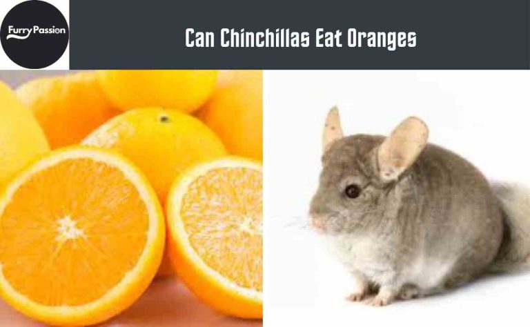 Can Chinchillas Eat Oranges