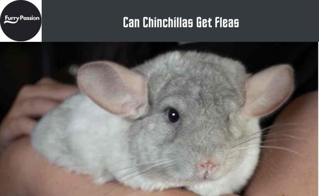 Can Chinchillas Get Fleas