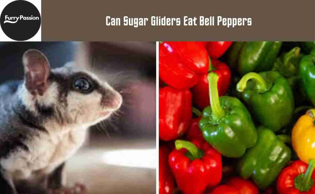 Can Sugar Gliders Eat Bell Peppers