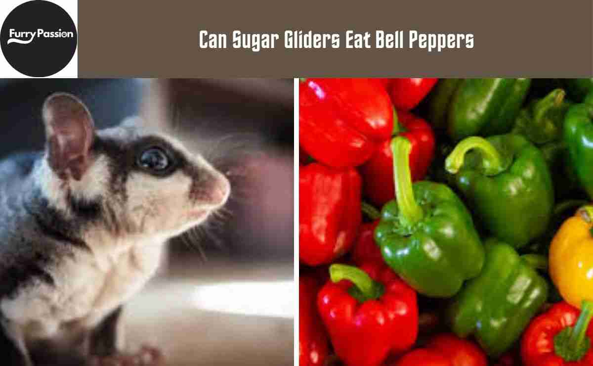 Can Sugar Gliders Eat Bell Peppers? Know The Real Info Furry Passion