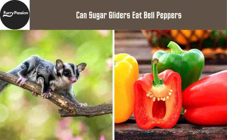 Can Sugar Gliders Eat Bell Peppers