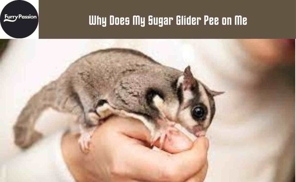 Why Does My Sugar Glider Pee on Me