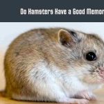 Do Hamsters Have a Good Memory