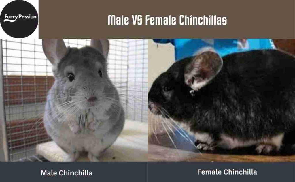 Male VS Female Chinchilla