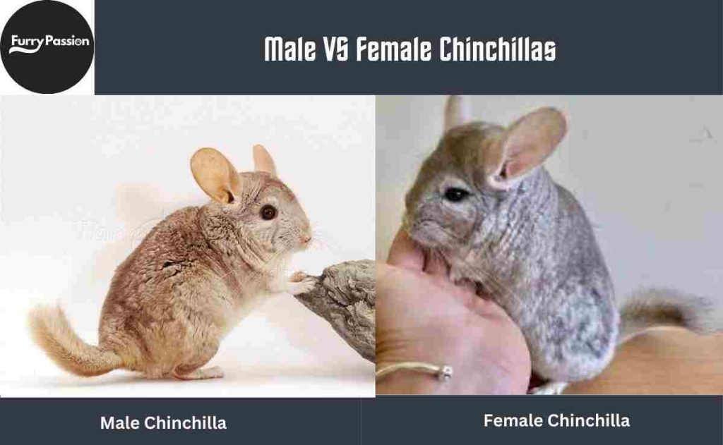 Male VS Female Chinchillas
