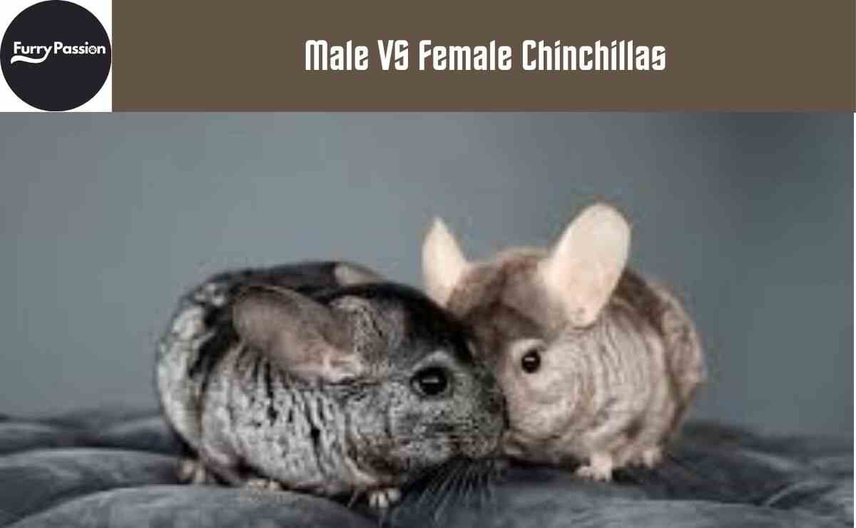Male VS Female Chinchillas