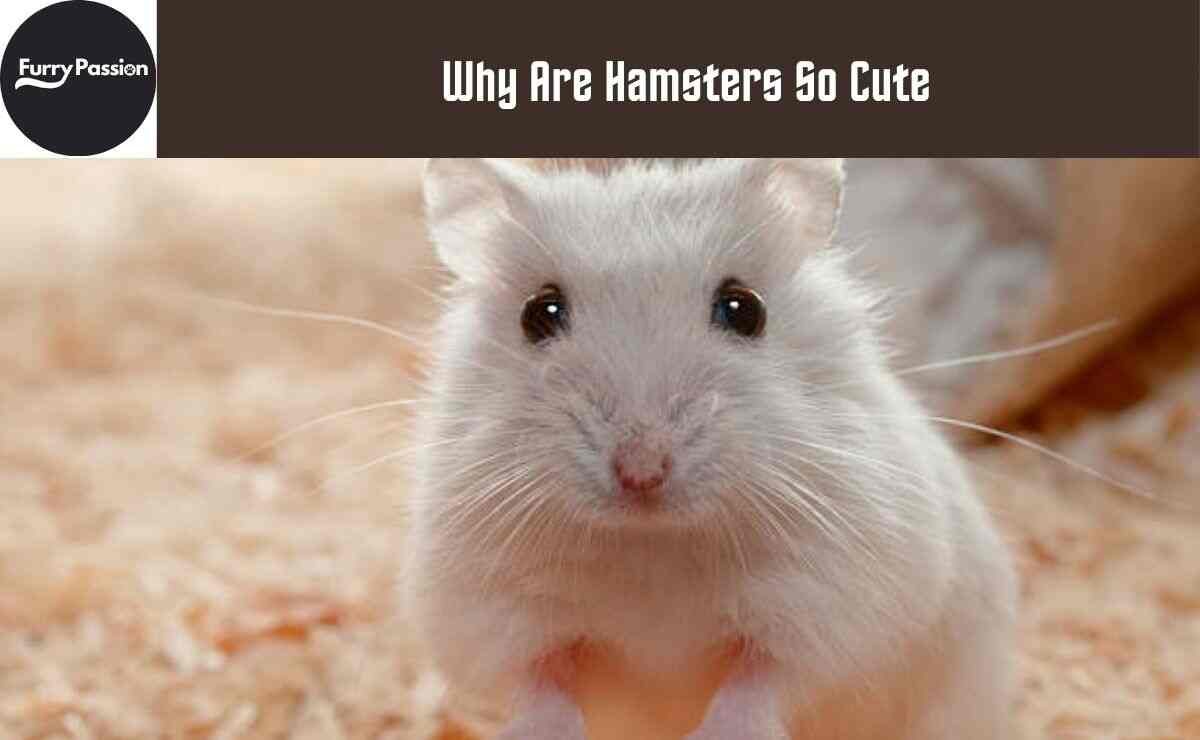 Why Are Hamsters So Cute