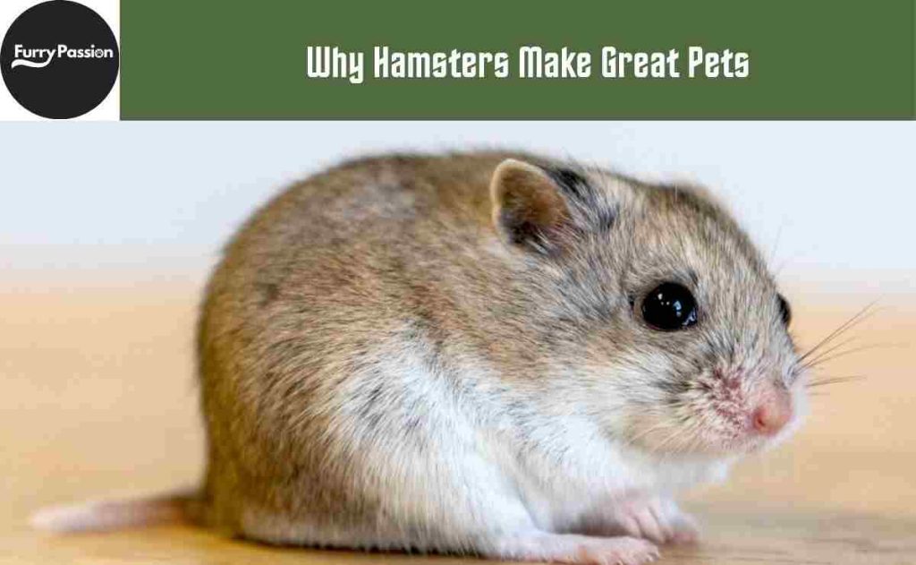  Why Hamsters Make Great Pets
