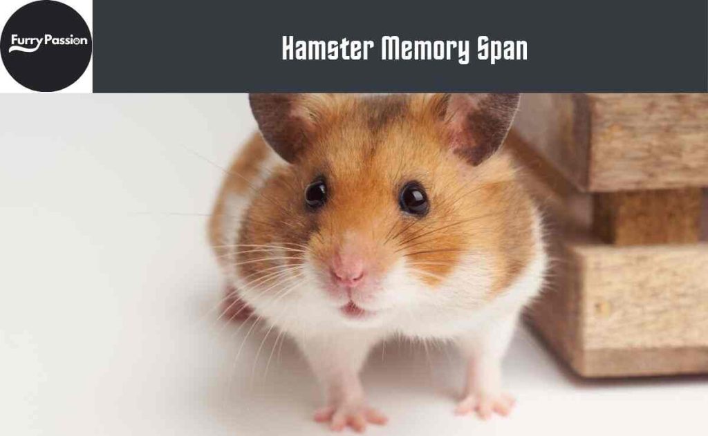 hamster memory span