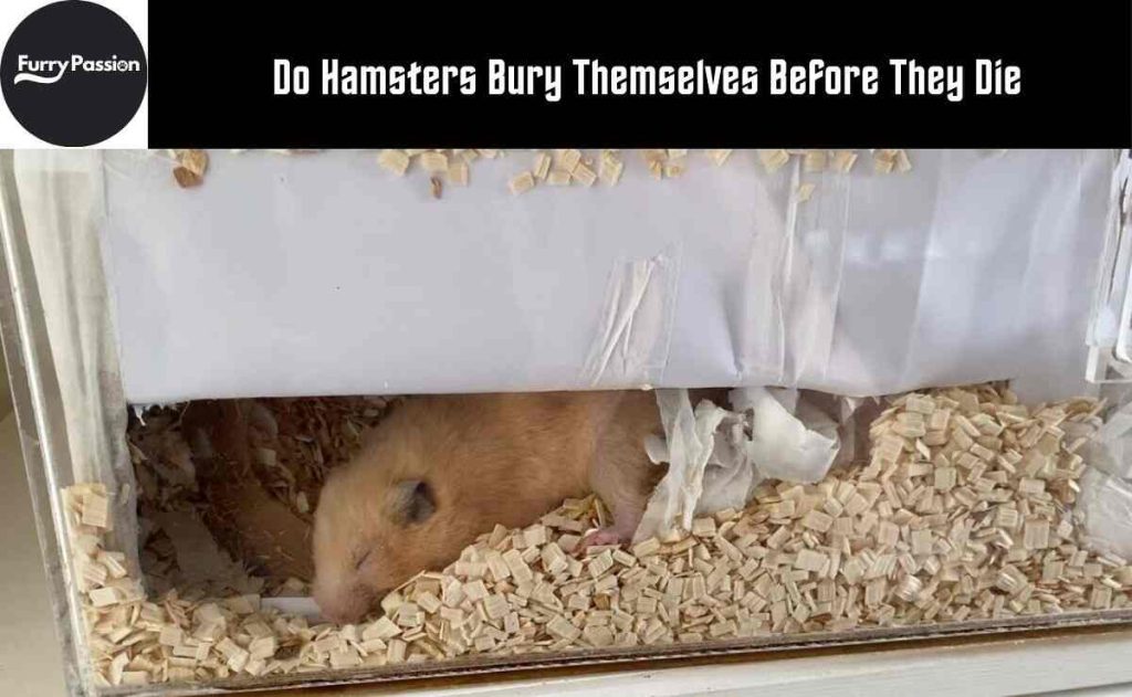 Do Hamsters Bury Themselves Before They Die