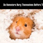 Do Hamsters Bury Themselves Before They Die