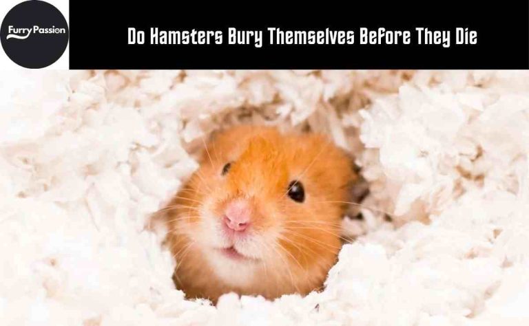 Do Hamsters Bury Themselves Before They Die