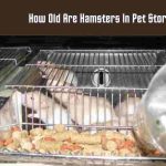 How Old Are Hamsters In Pet Stores