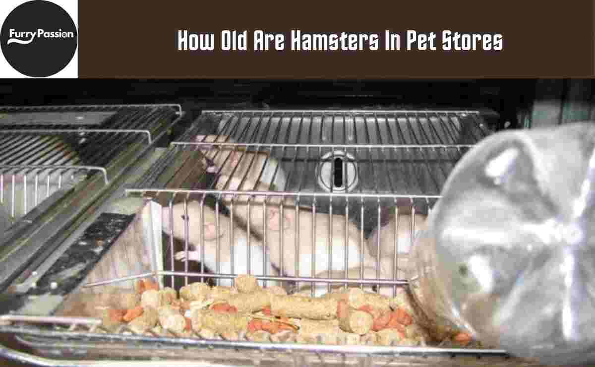 How Old Are Hamsters In Pet Stores
