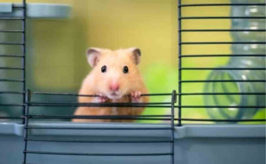 how old are hamsters at pets at home