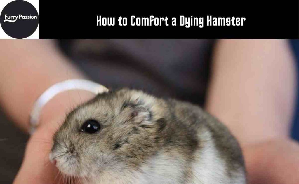 how to comfort a dying hamster