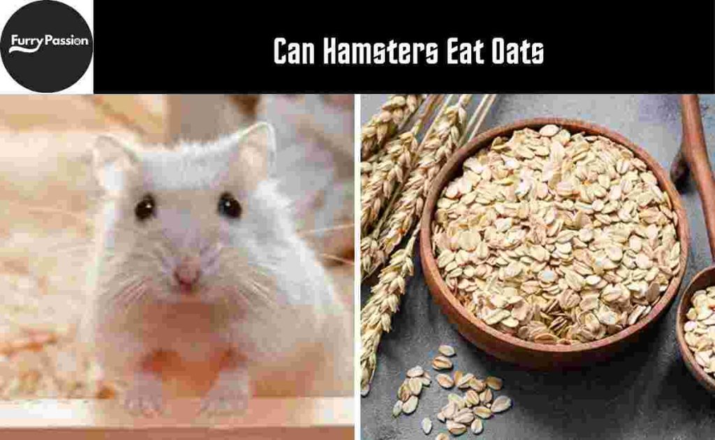 Can Hamsters Eat Oats