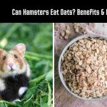 Can Hamsters Eat Oats