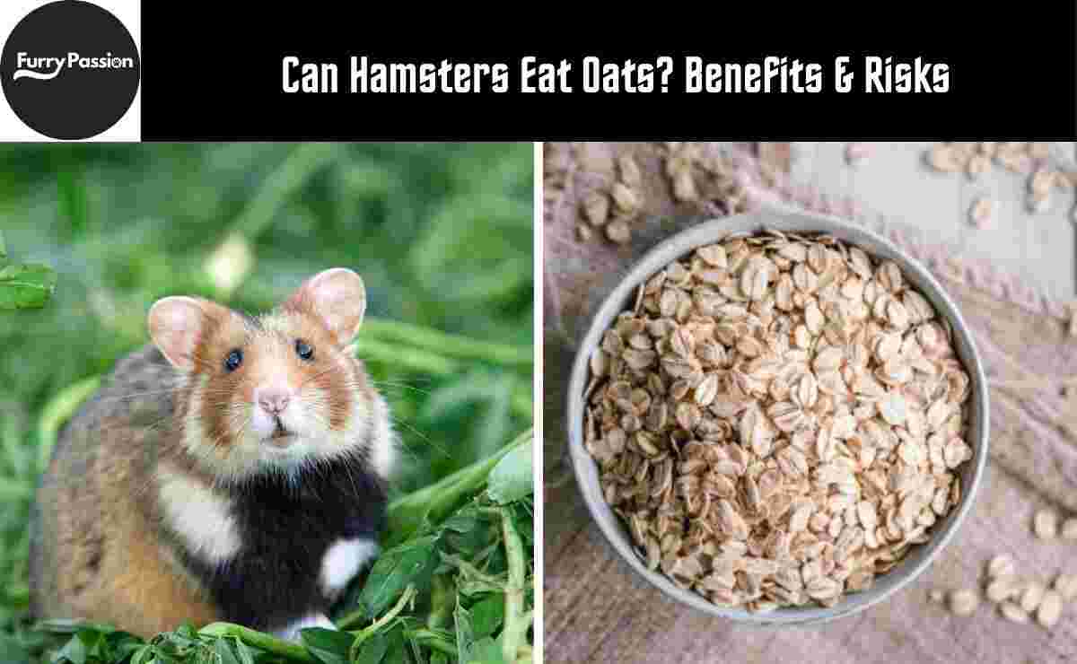 Can Hamsters Eat Oats