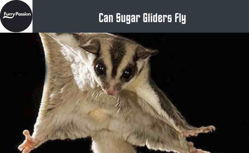 Can Sugar Gliders Fly