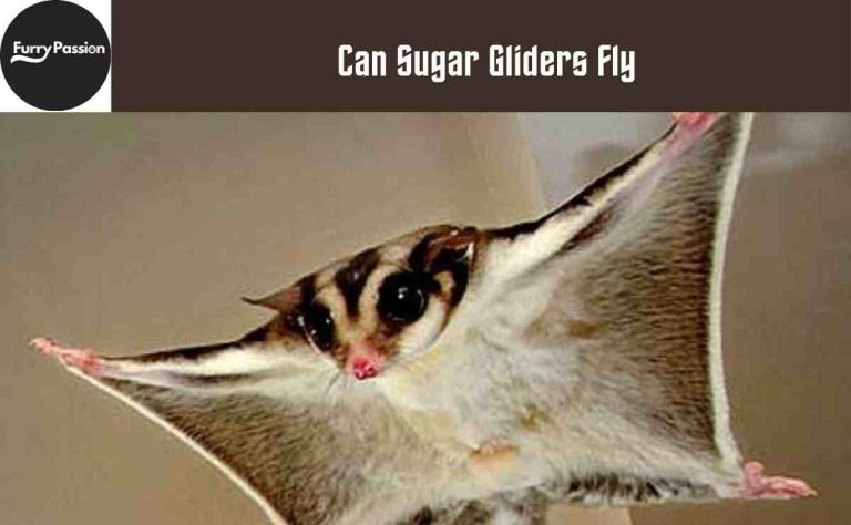 Can Sugar Gliders Fly