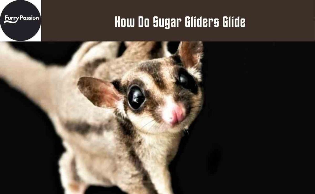 How Do Sugar Gliders Glide